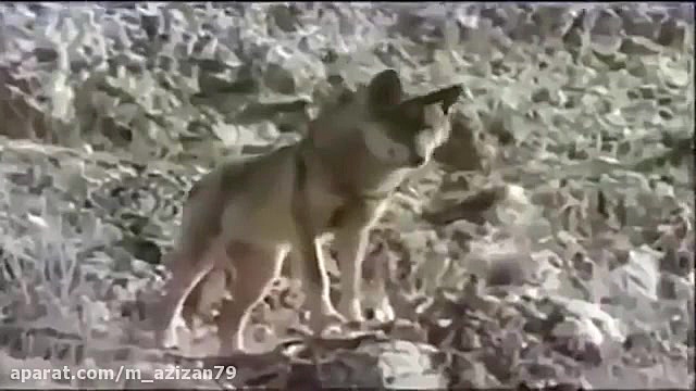 مستند بهترین صحنه های شکار عقا...