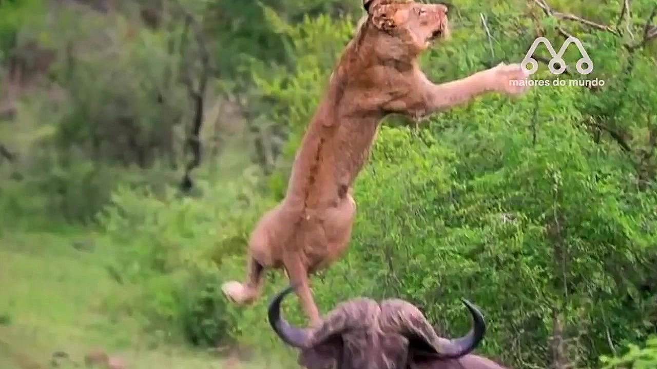 به آسمان پرتاب کردن سلطان جنگل...