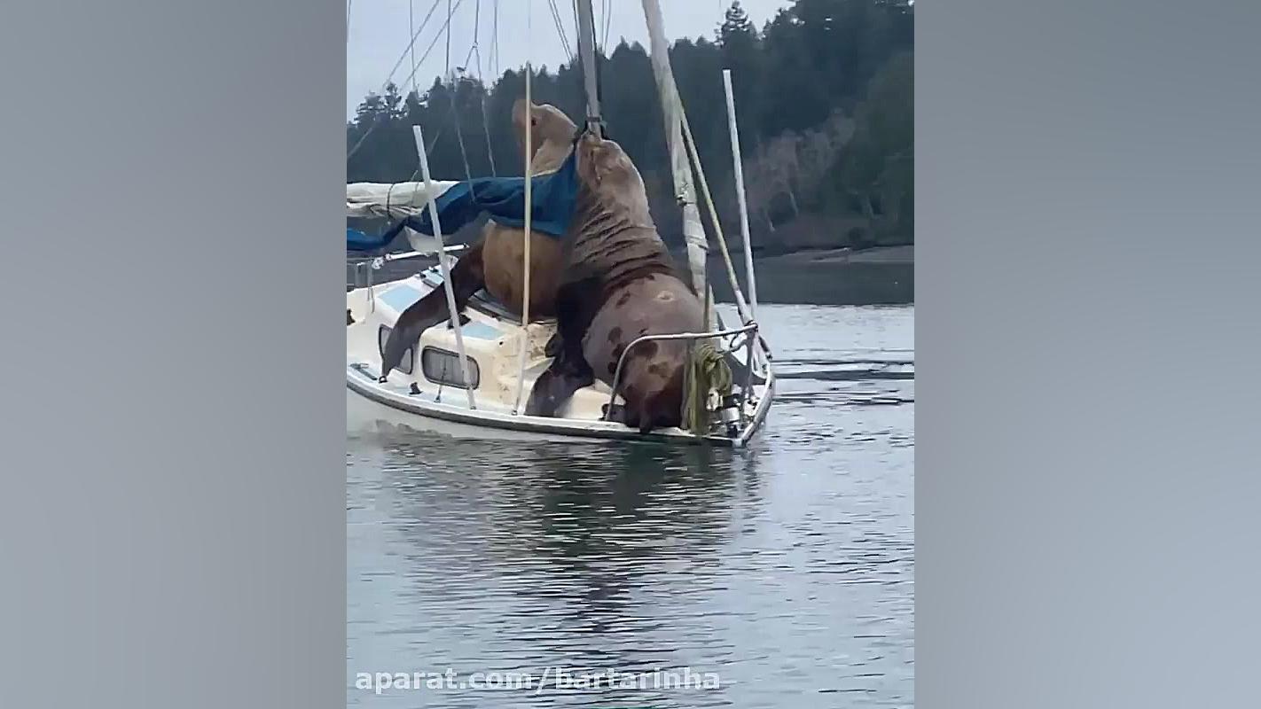 قایق سواری دو شیر دریایی