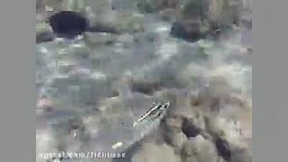 ماهی گوازیم عرب: Scolopsis gha...