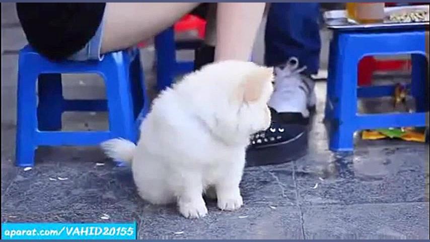 زیباترین توله سگ های ناز و مام...