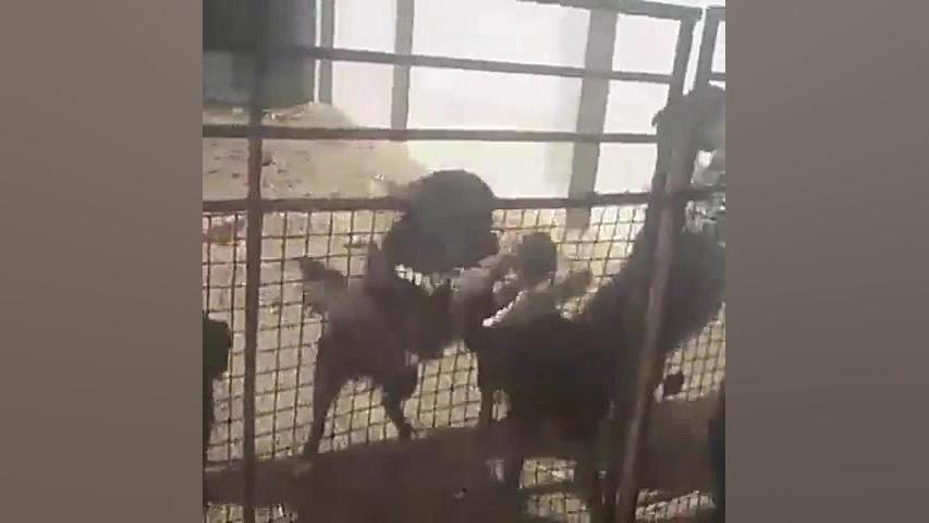 وحشی ترین نژاد سگ های ایرانی