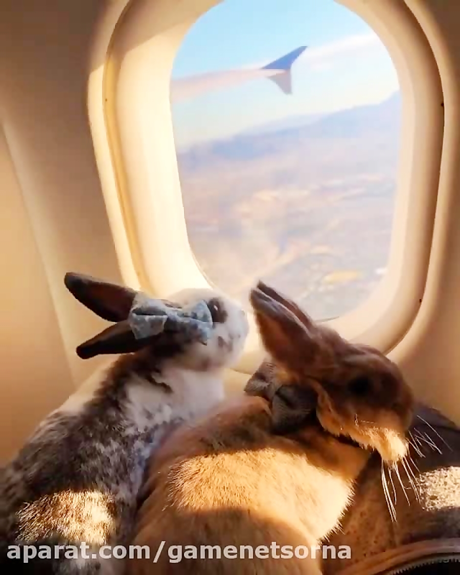 چه خرگوش های خوشگلی