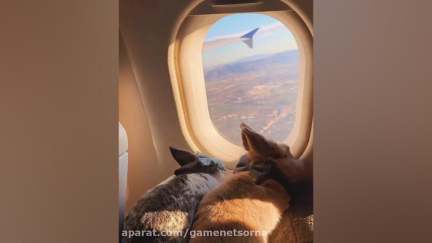 چه خرگوش های خوشگلی