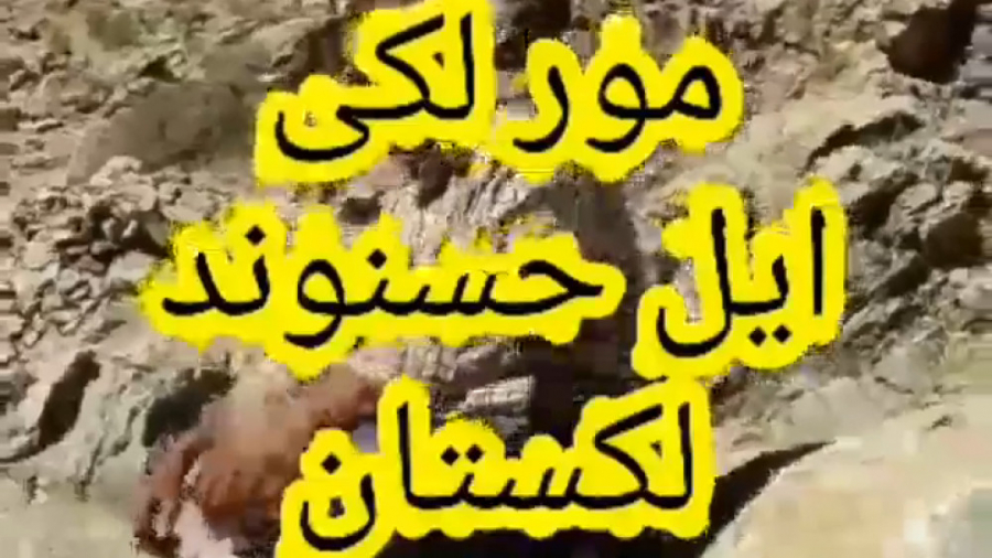 مور لکی  مور  لکستان  موسیقی ل...