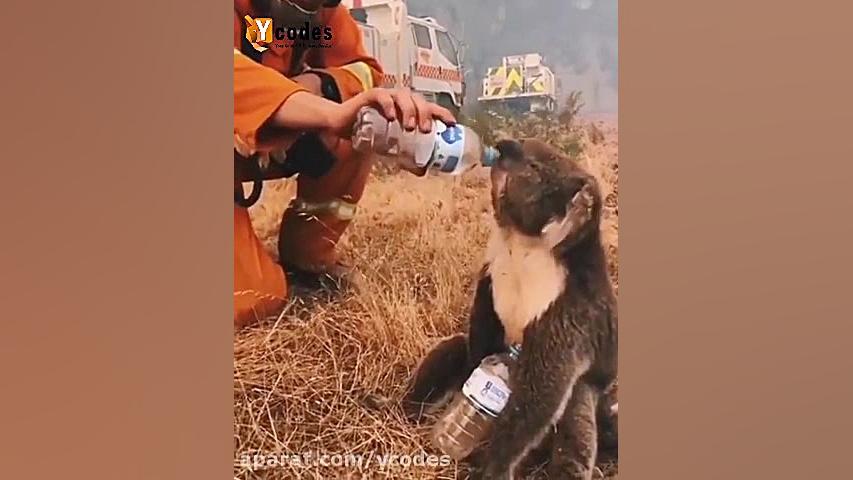 حیوانات نجات یافته از آتش سوزی...