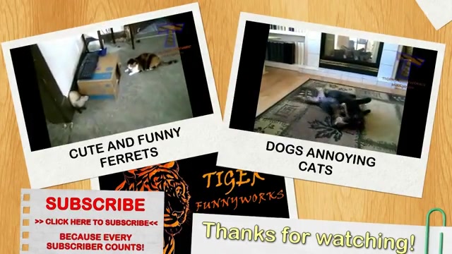 تنفر گربه و سگ از کفش 2