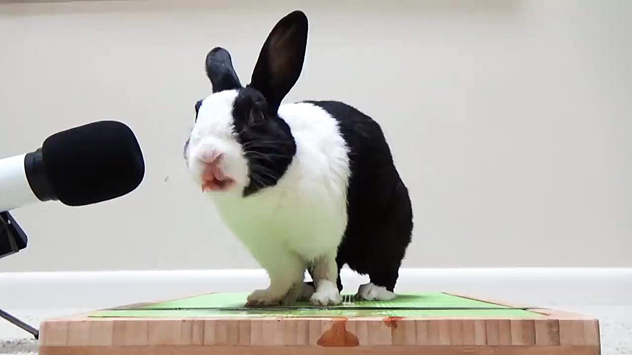 ویدیو ASMR از هندوانه خوردن خر...