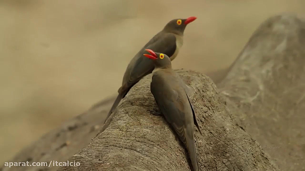 حیات وحش آفریقا (با کیفیت)