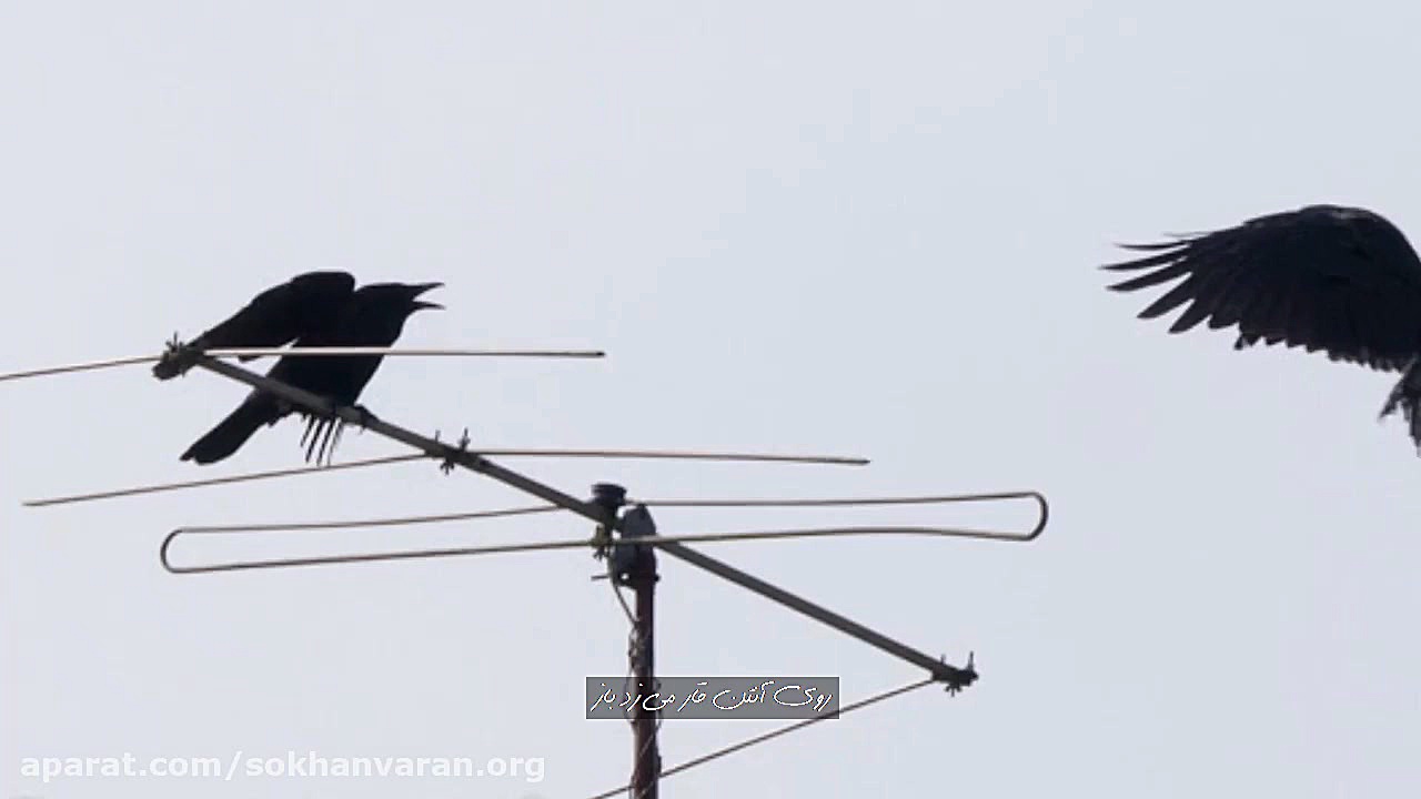 دکلمه شعر در آن لحظه | مهدی اخ...