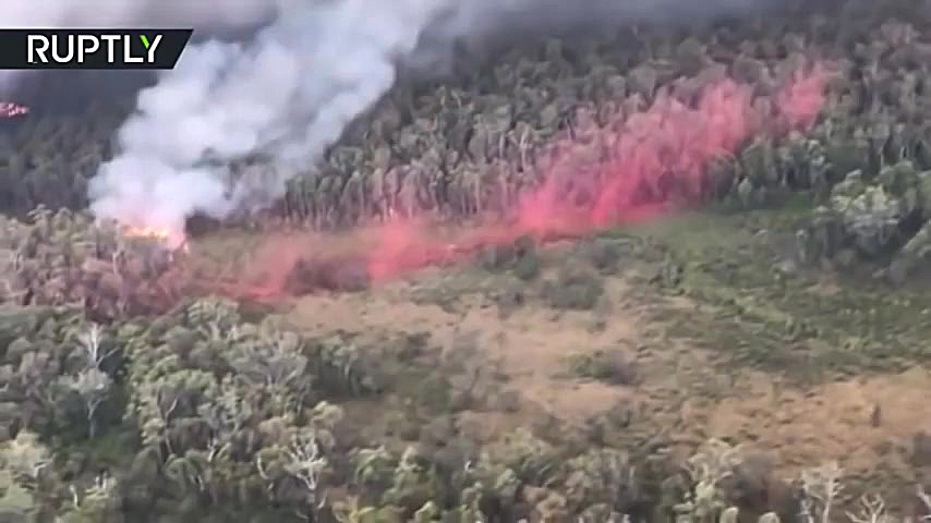 از بین رفتن نیم میلیارد جانور...