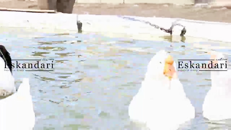 خرید و نگهداری از تخم نطفه دار...