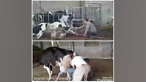 جک زایمان گاو گاودار سلام ۰۹۱۳...