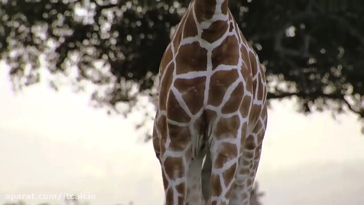 10 تا از بزرگترین حیوانات در د...