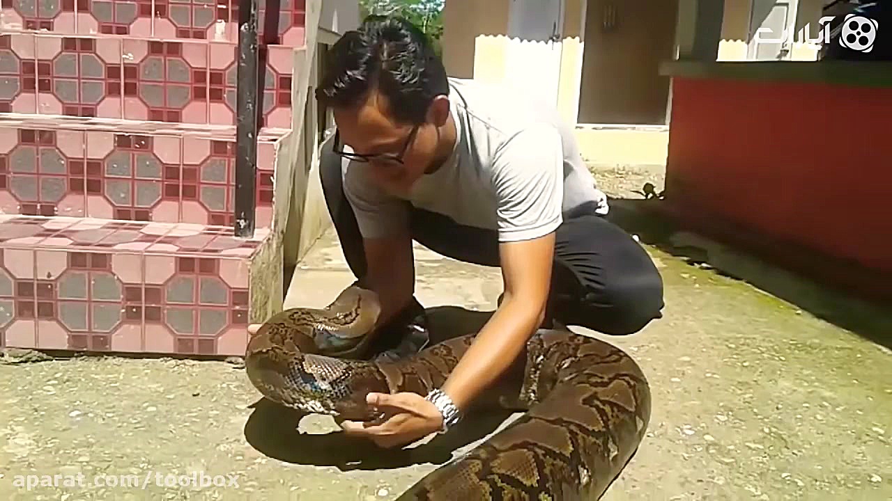 ناز و نوازش ترسناکترین حیوان خ...