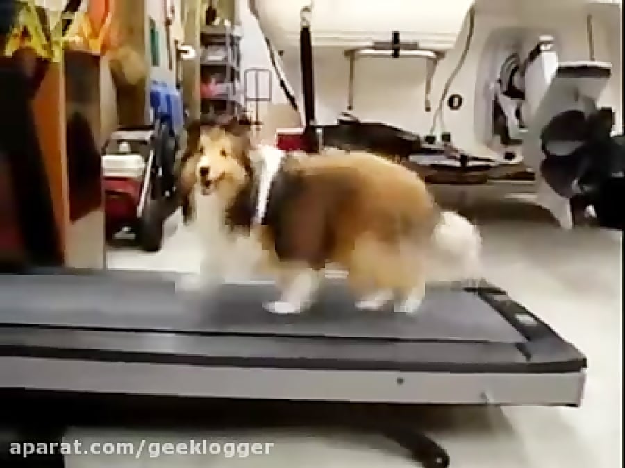 Dog Cheats on the Treadmill - AFV