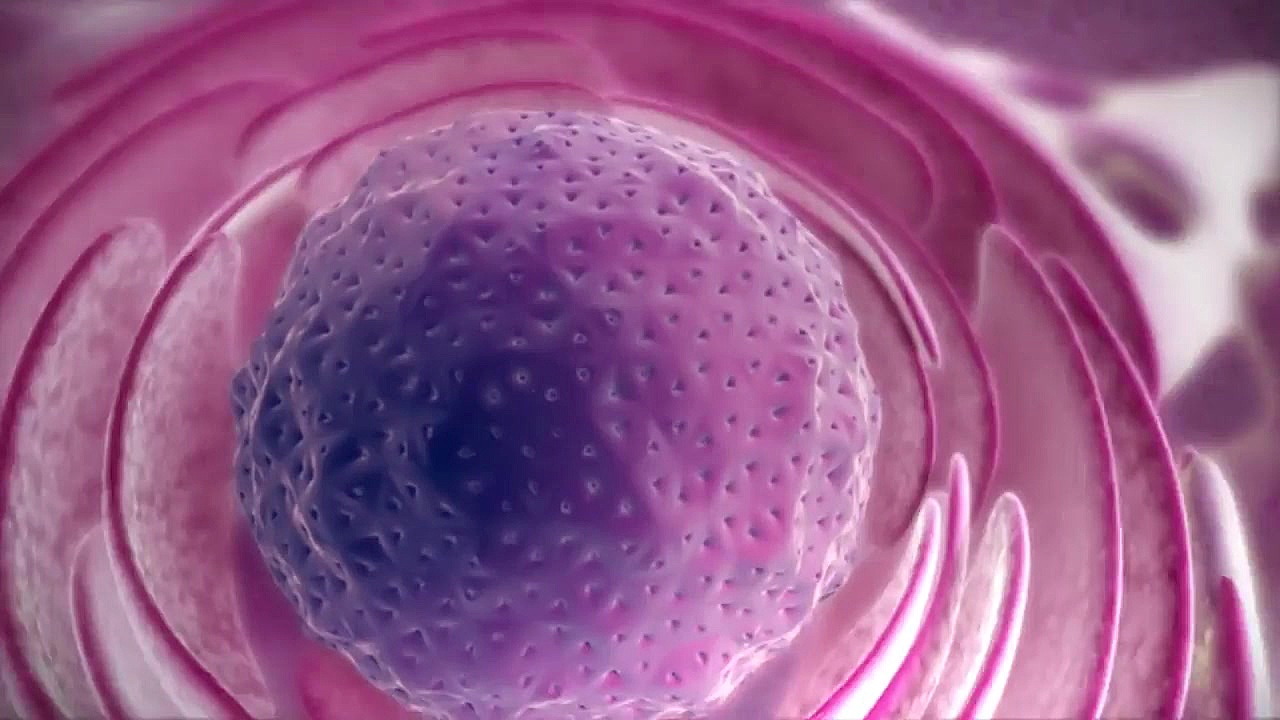 از دی ان آ تا پروتئین