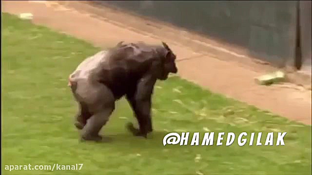 کلیپ طنز حامد گیلک قسمت 66  دا...