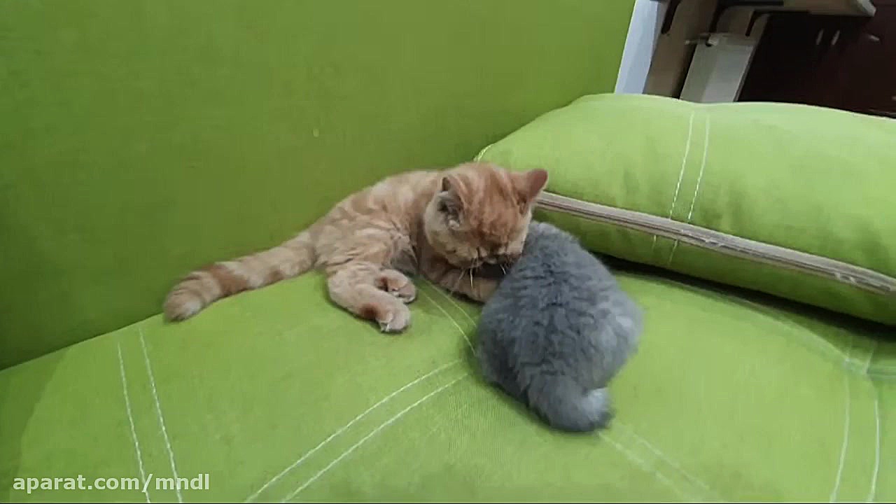 گربه و سگهای خانگی بامزه