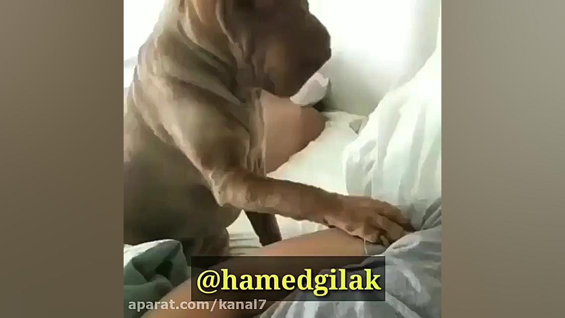 کلیپ طنز حامد گیلک قسمت 89  دا...