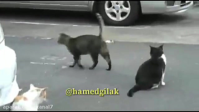 کلیپ طنز حامد گیلک قسمت 108  د...