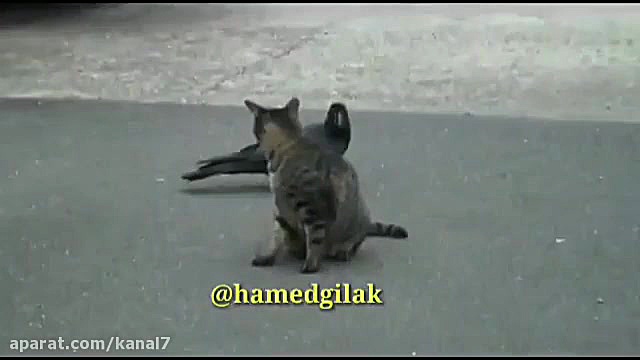 کلیپ طنز حامد گیلک قسمت 115  د...