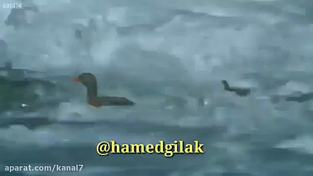 کلیپ طنز حامد گیلک قسمت 114  د...