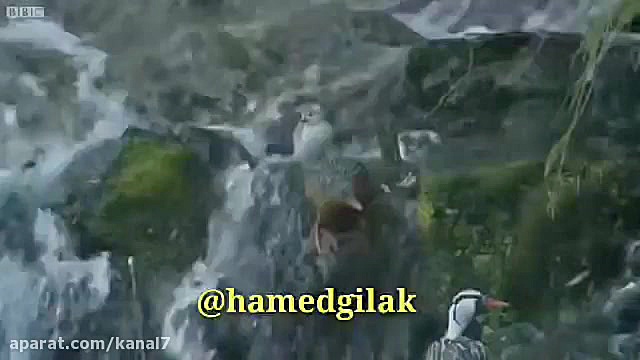 کلیپ طنز حامد گیلک قسمت 120  د...