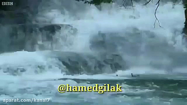 کلیپ طنز حامد گیلک قسمت 119  د...