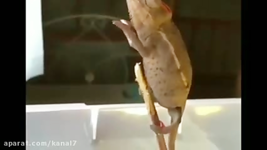 کلیپ طنز حامد گیلک قسمت 130  د...