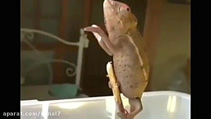 کلیپ طنز حامد گیلک قسمت 130  د...