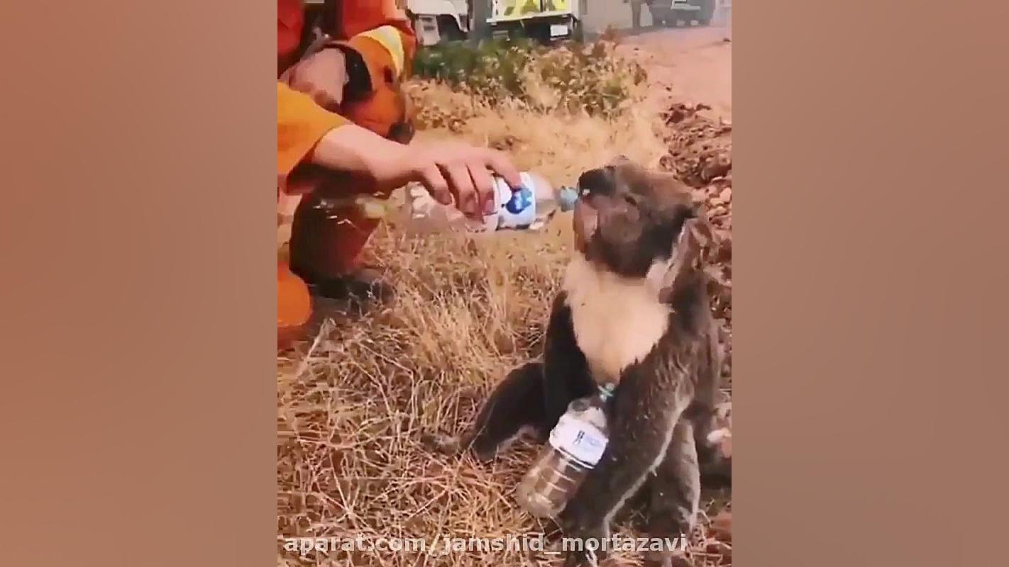 نجات دادن کوآلاها در آتش سوزی...