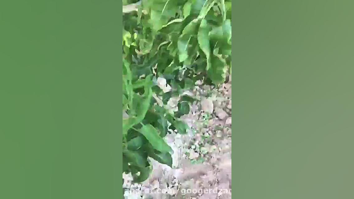 نجات درخت از شوری خاک