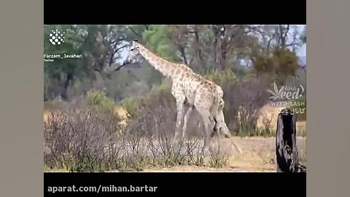 کشتی زرافه ها با صدای هادی عام...