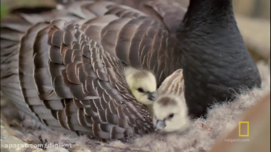 لانه سازی وحشتناک غازهای قطب ش...