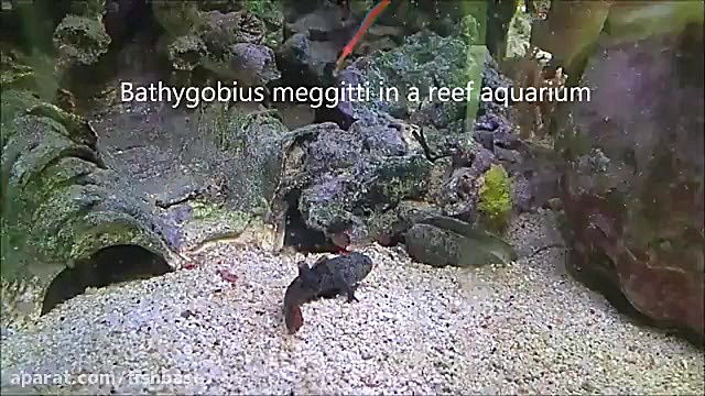 گاوماهی مگیت: Bathygobius megg...