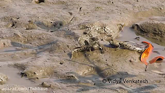 ماهی گل‌خورک یال‌دار: Boleopht...