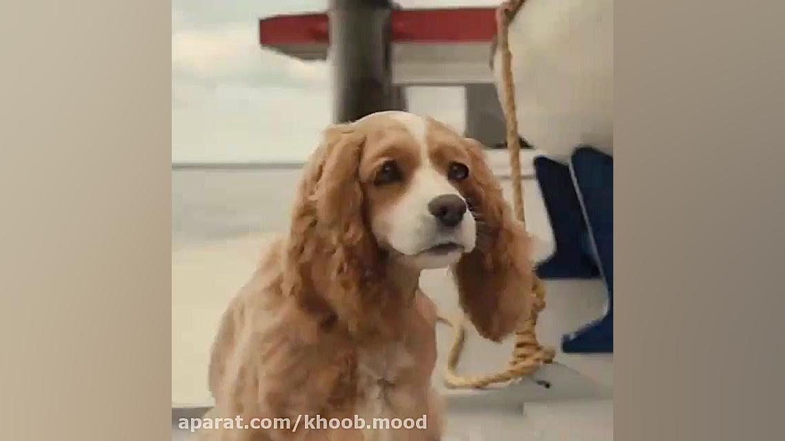 حیوانات خانگی بامزه