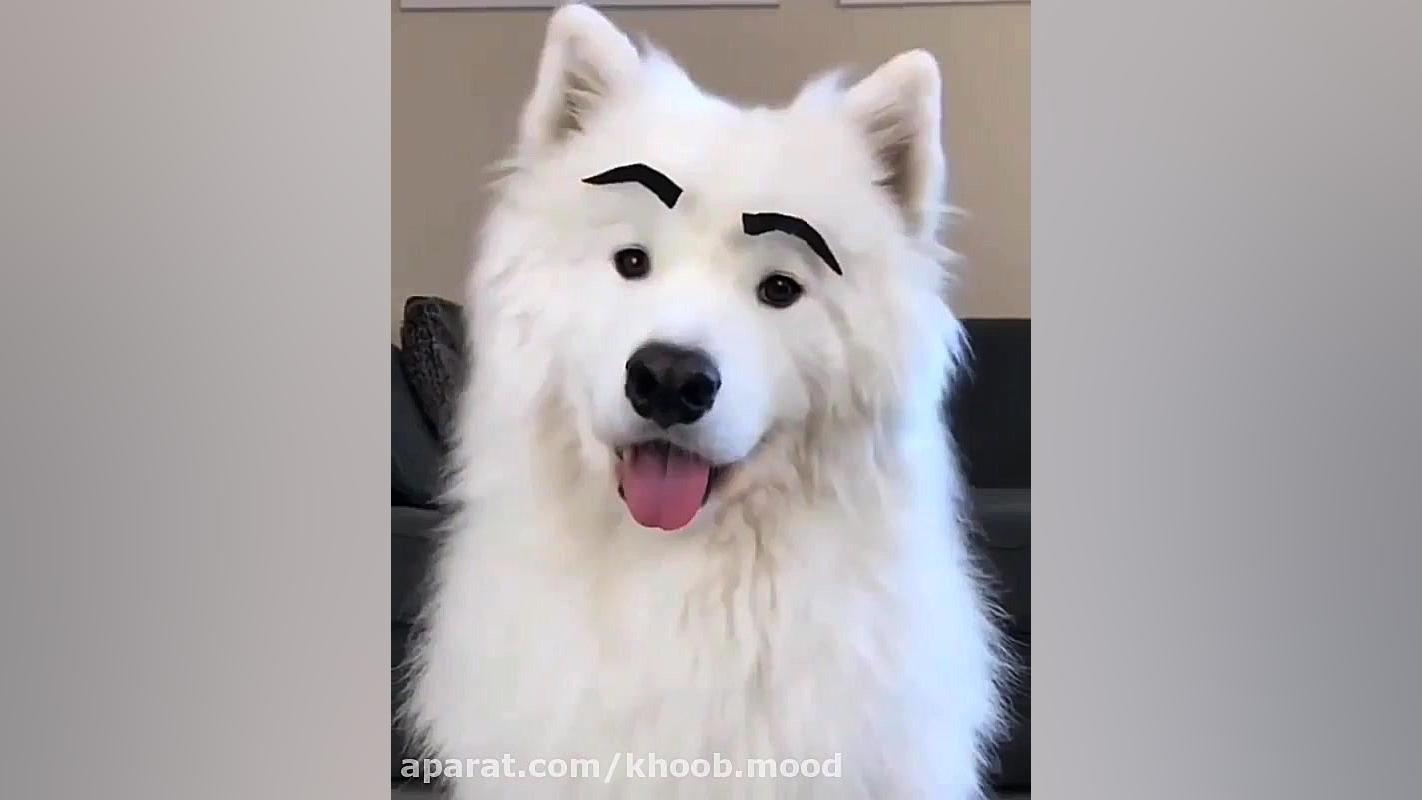 حیوانات خانگی بامزه