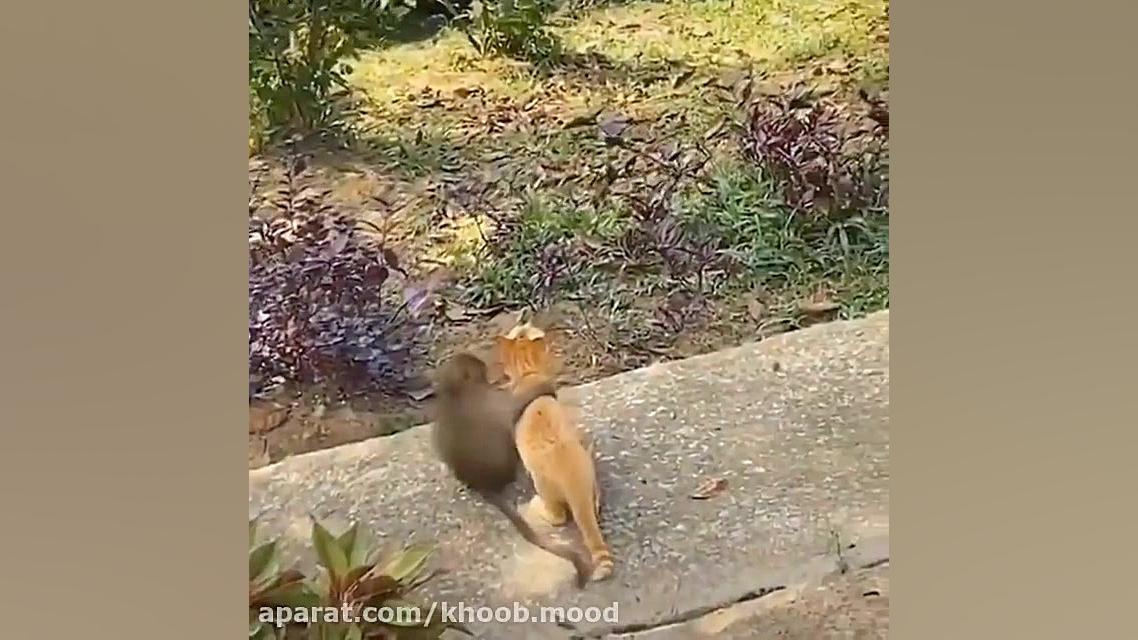 حیوانات خانگی بامزه