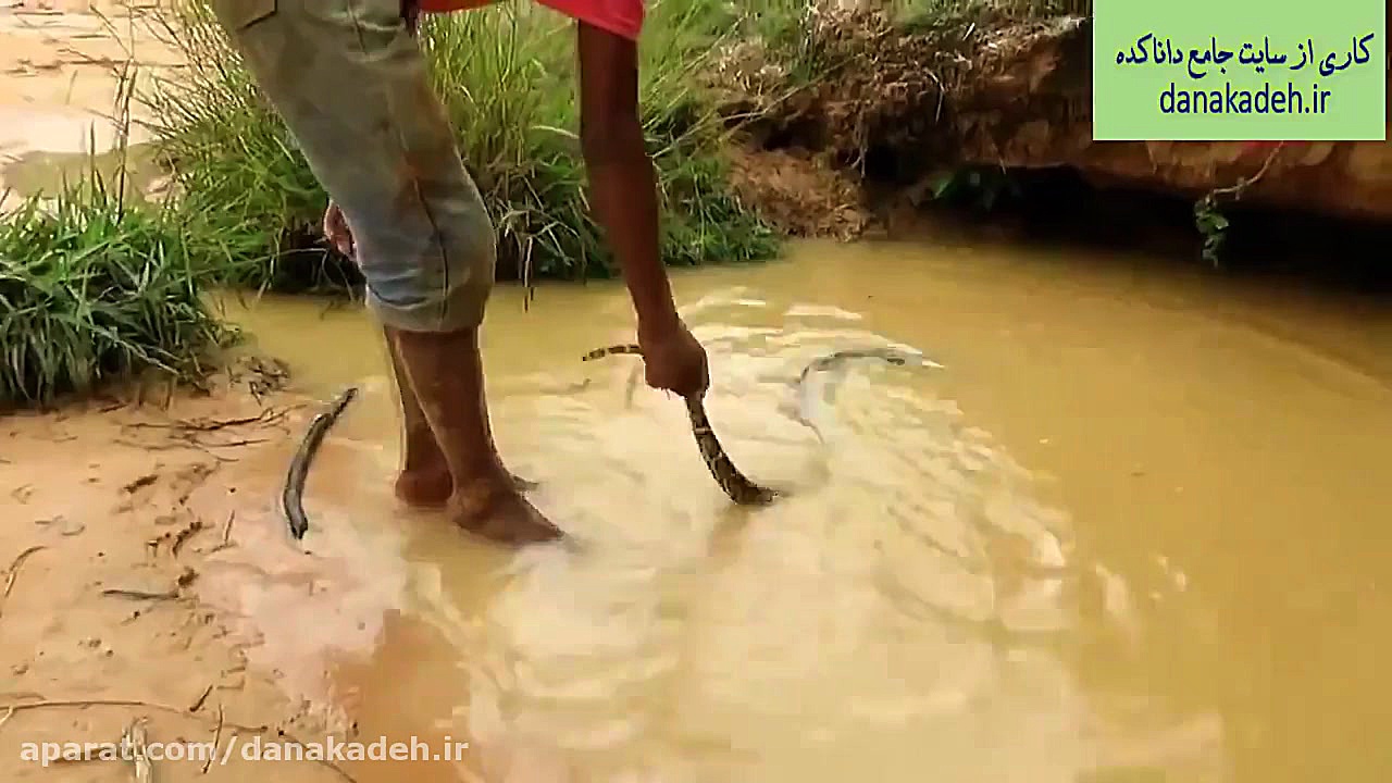 مبارزه بین تمساح و افعی گرسنه