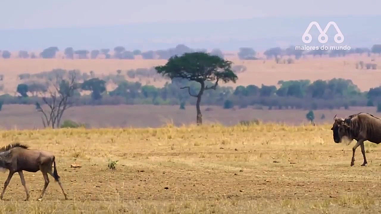 شکار گوزن یالدار توسط شیر | شی...