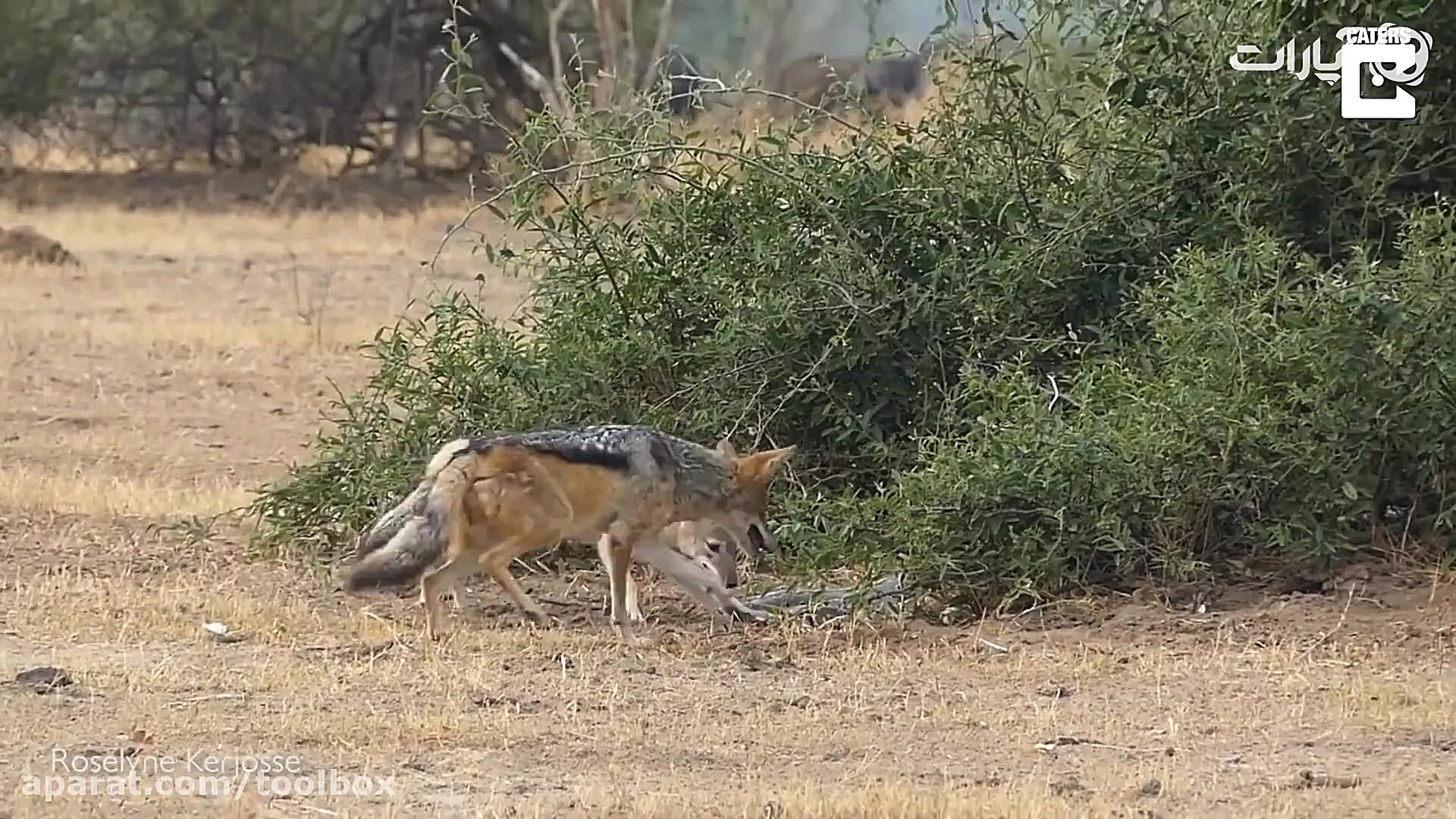 جنگ مار پیتون و شغال و گورکن ه...