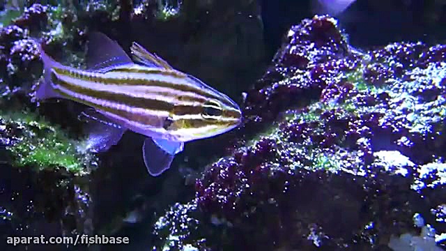 ماهی کاردینال کوک: Ostorhinchu...