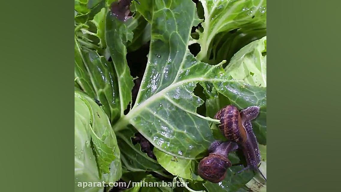 حلزون ها اینجوری به جون سبزیجا...