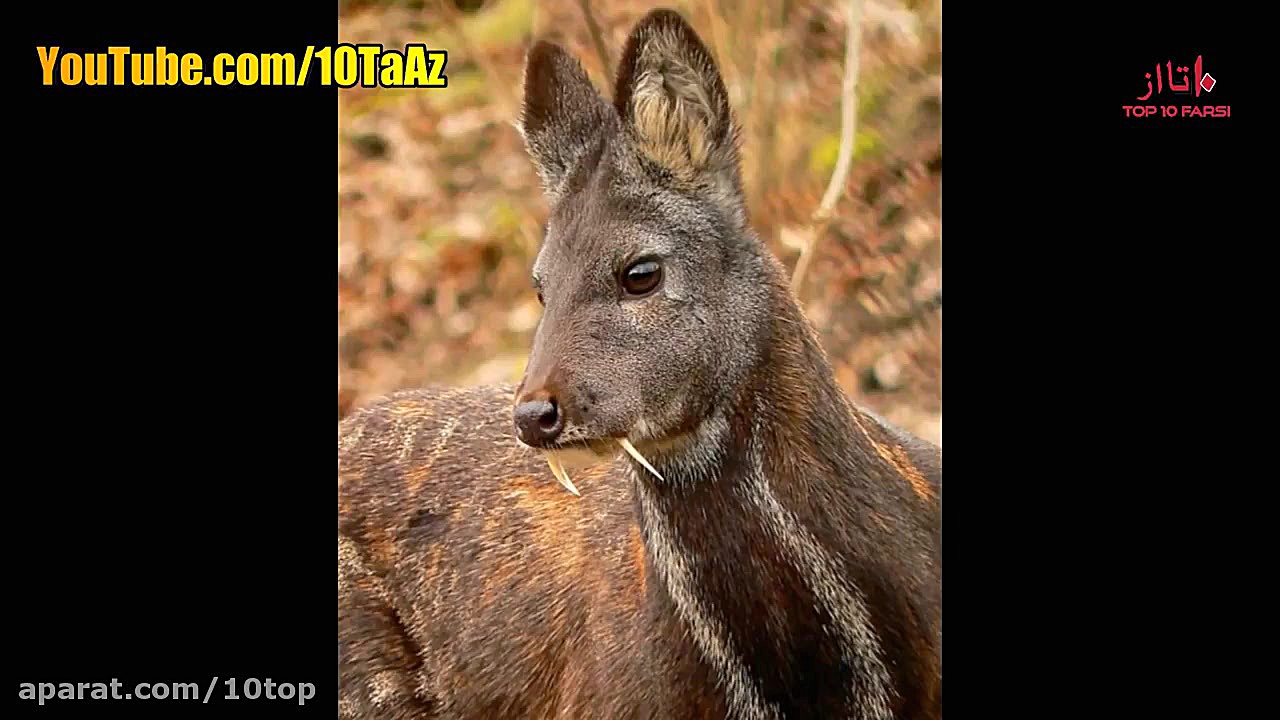 آیا میدانستید؟ دانستنی ها  قسم...