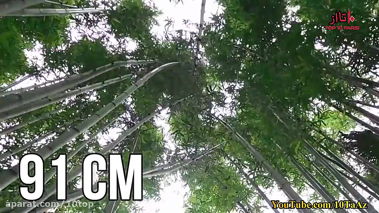 آیا میدانستید؟ دانستنی ها  قسم...