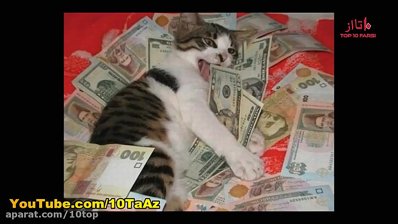 آیا میدانستید؟ دانستنی ها از ا...