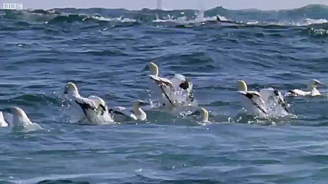 شکار و تغذیه هزاران موجودات آب...