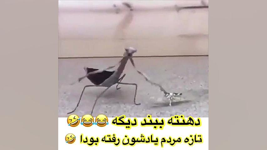 دامسبش ملخ ها